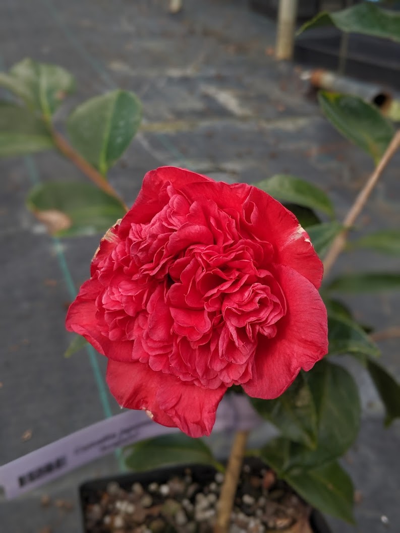 Camellia japonica ssp. rusticana 'Beni-arajishi'