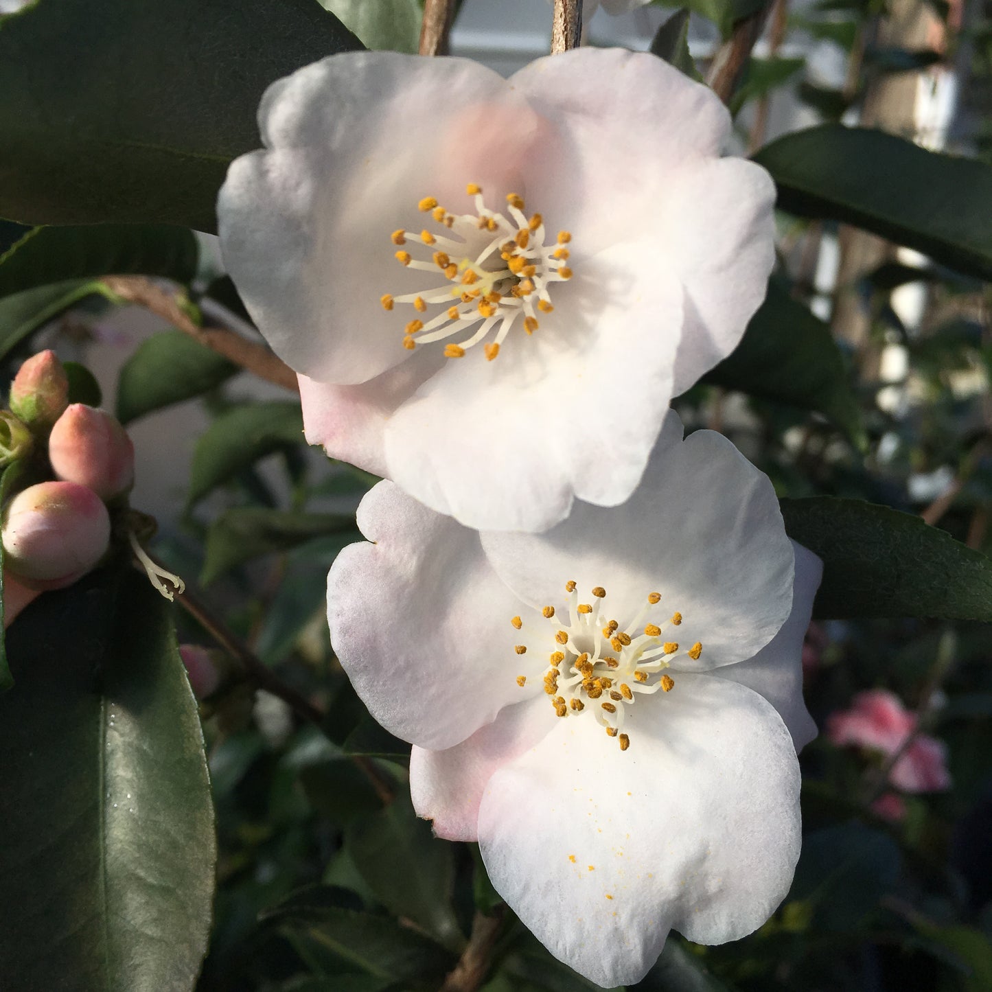 Camellia x 'Fragrant Fairies'