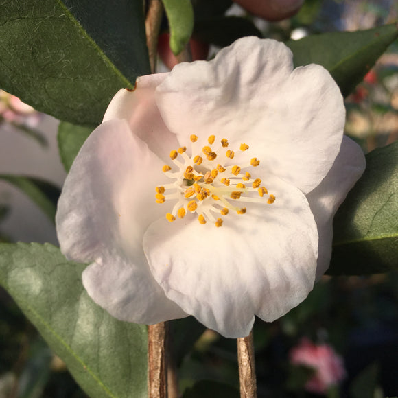 Camellia x 'Fragrant Fairies'