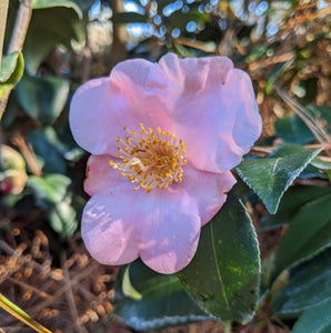 Camellia x 'Fragrant Jewel'