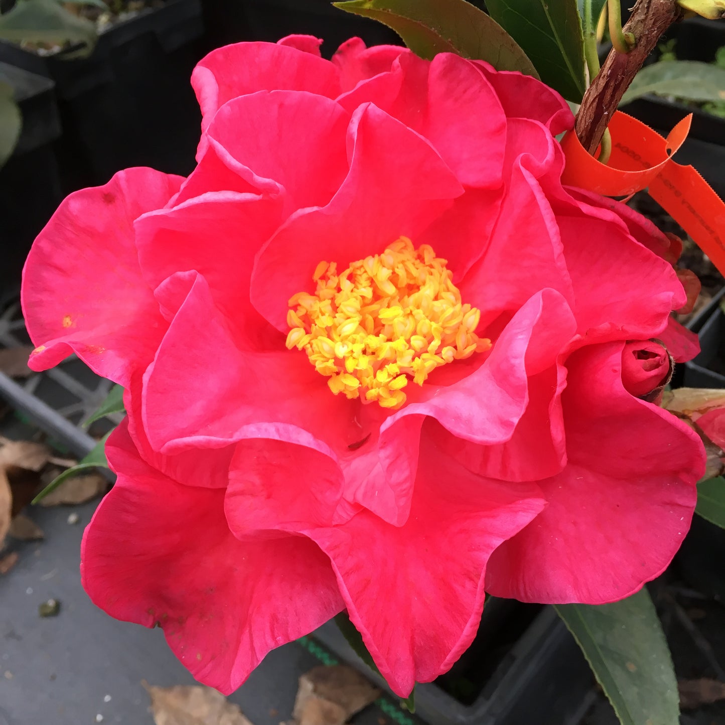 Camellia x 'Frank Houser'