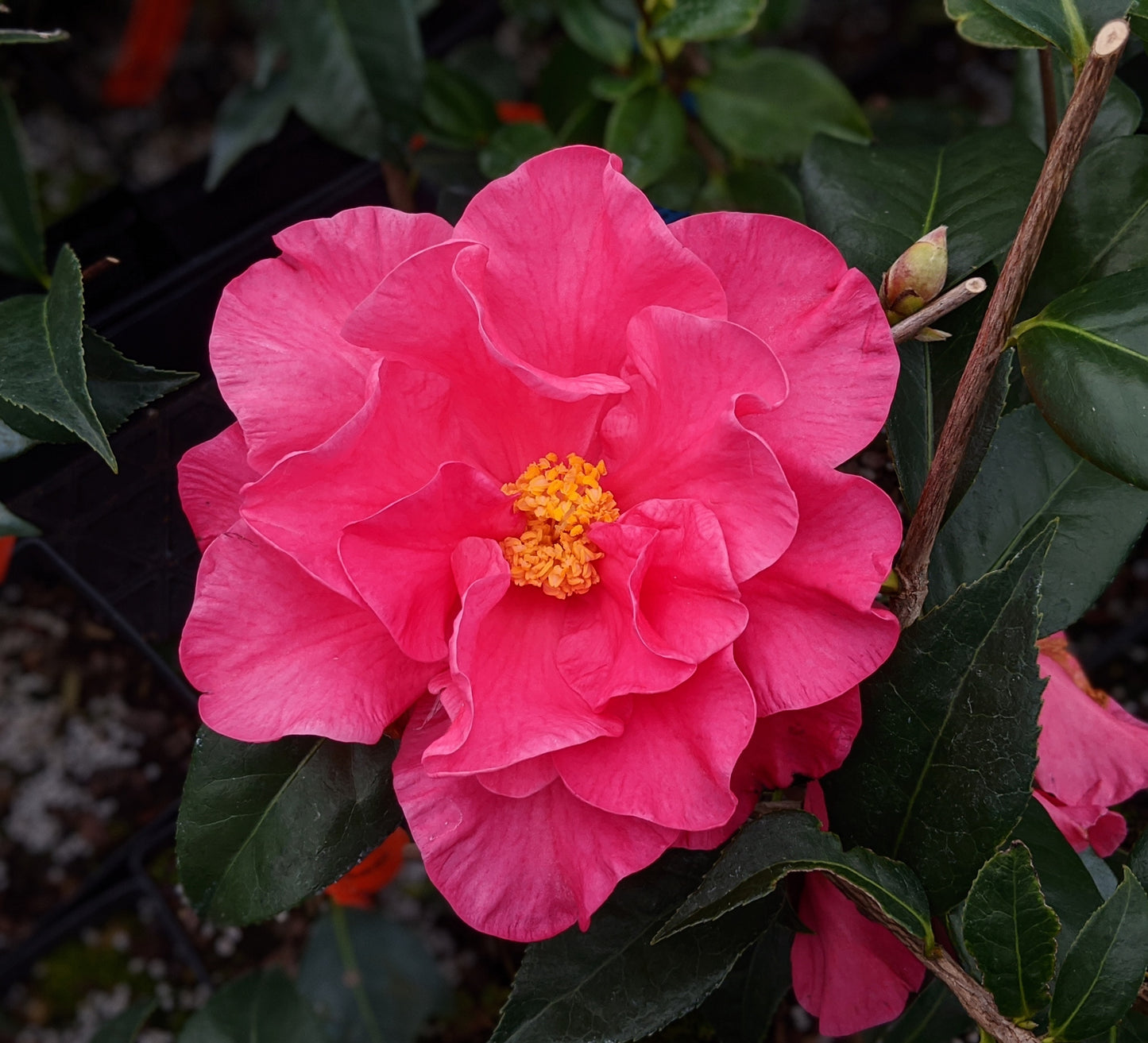 Camellia x 'Frank Houser'