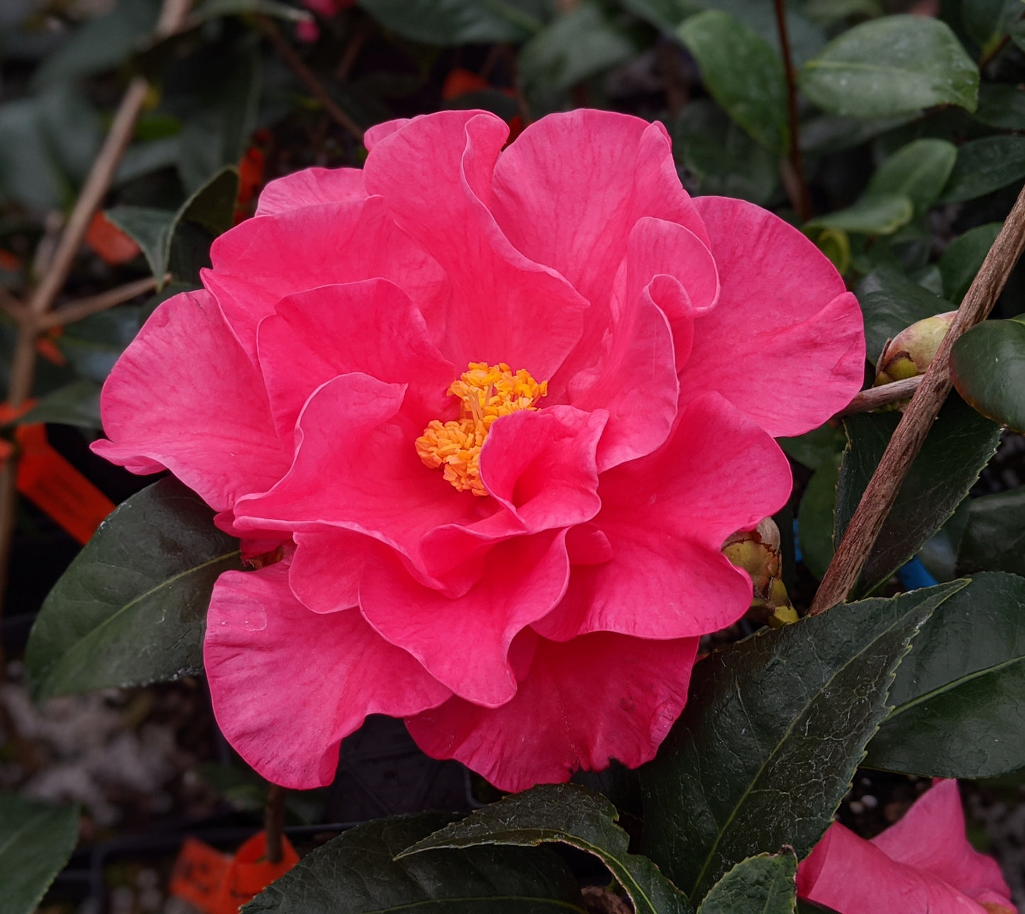 Camellia x 'Frank Houser'