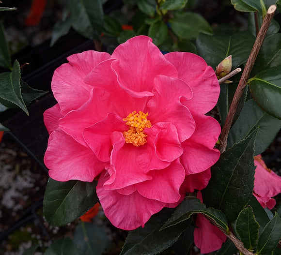 Camellia japonica 'Frank Houser'