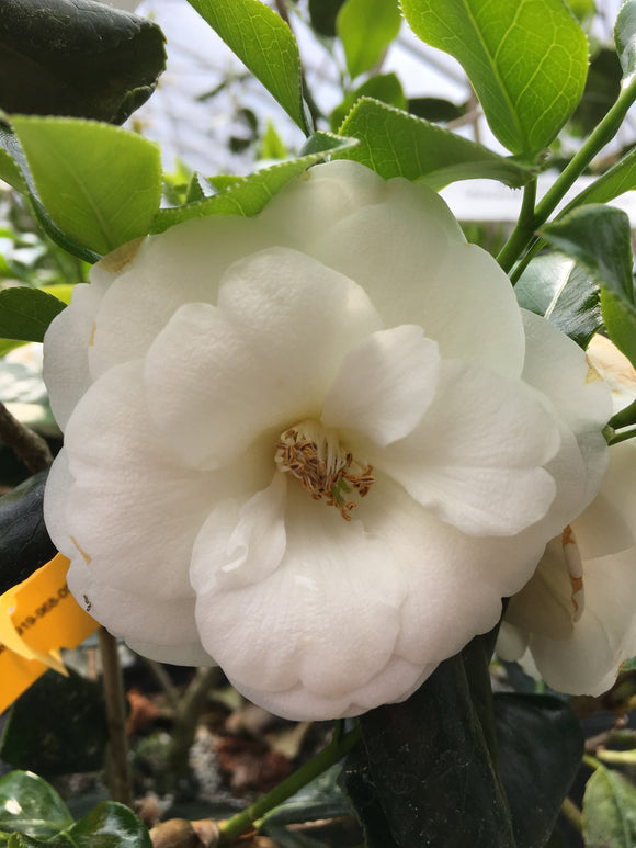 Camellia japonica 'Frost Queen'