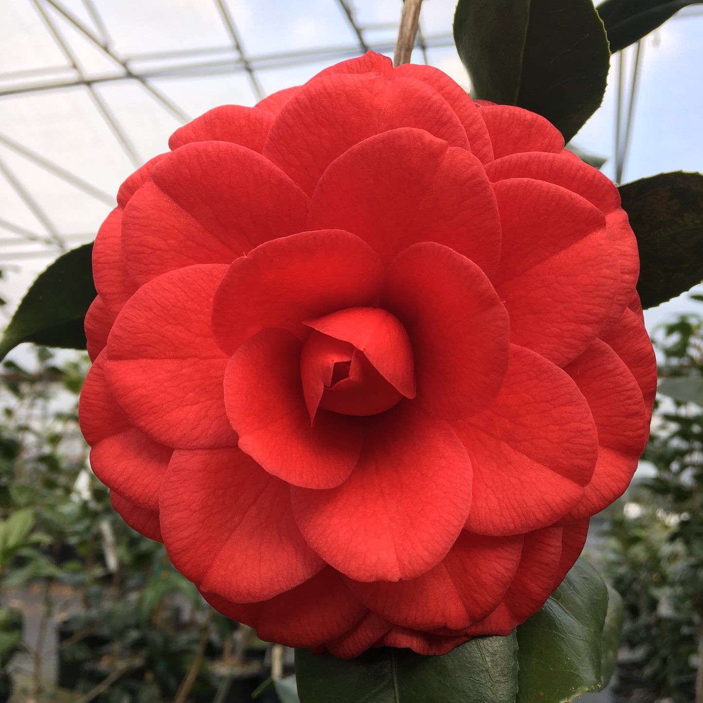 Camellia japonica 'Georgia Fire'