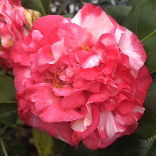 Camellia japonica 'Georgia National Fair'