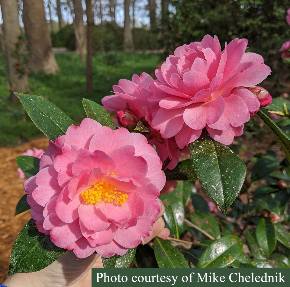 Camellia x williamsii 'Glenn's Orbit'