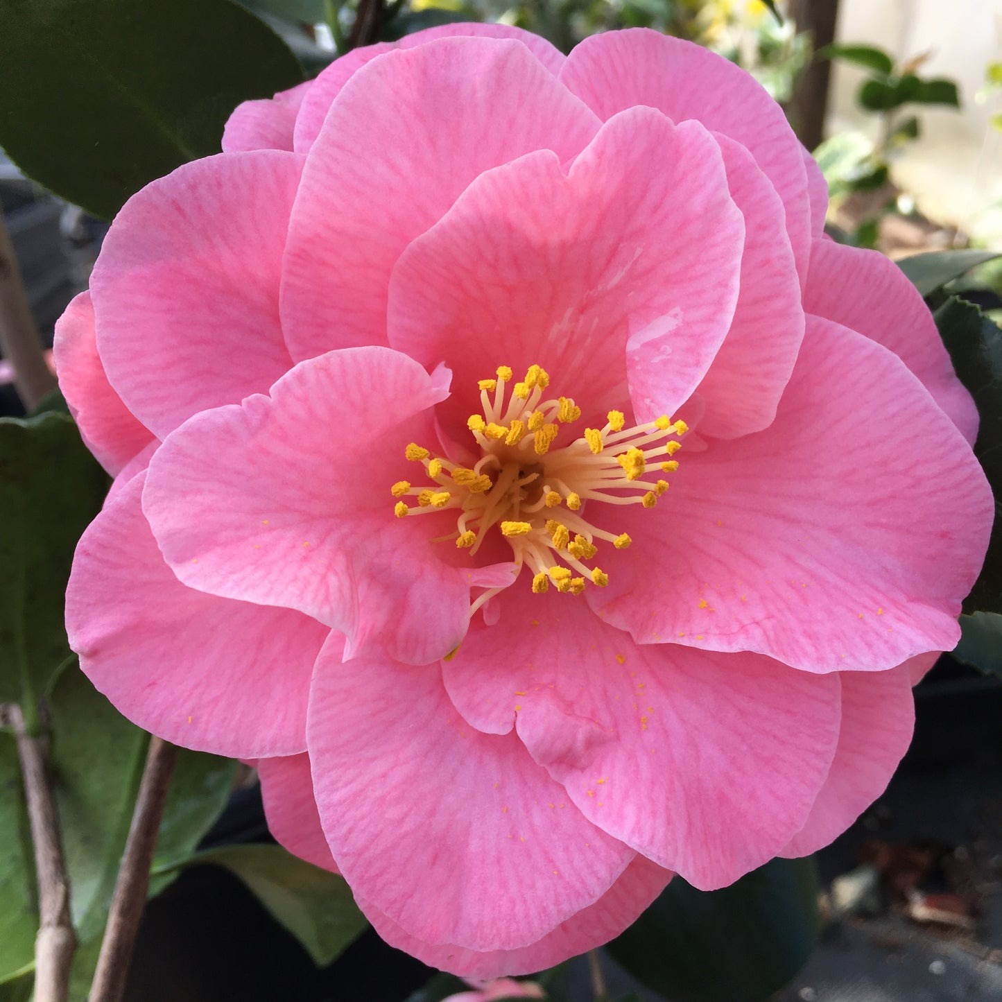 Camellia x williamsii 'Glenn's Orbit'