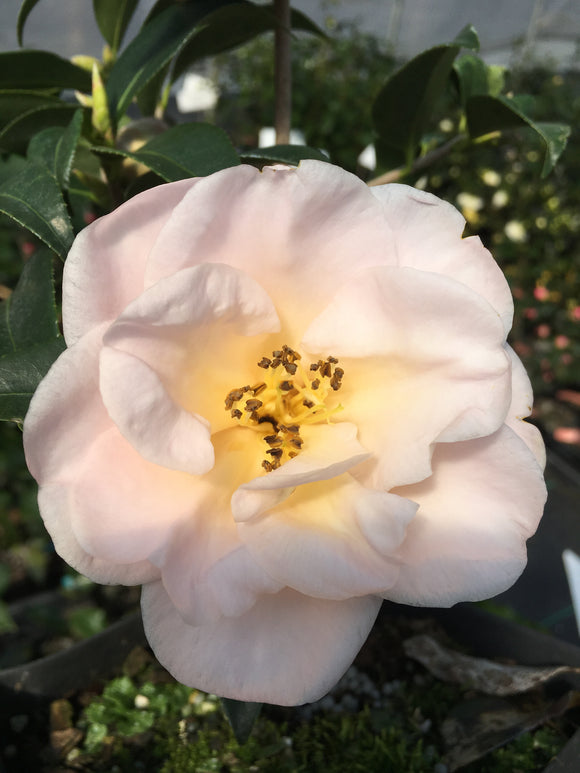 Camellia x 'Golden Glow'