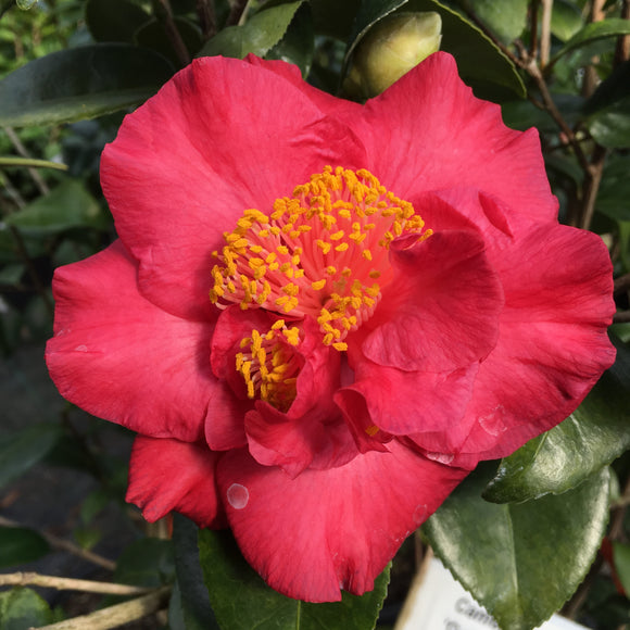 Camellia x 'Good Fragrance'