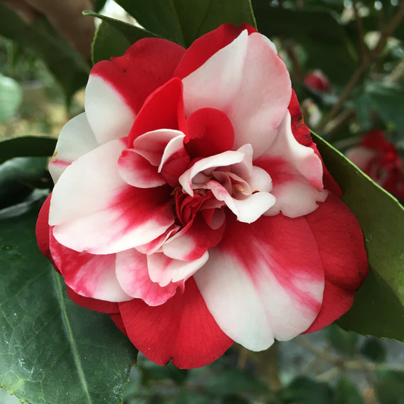 Camellia japonica 'Governor Mouton'