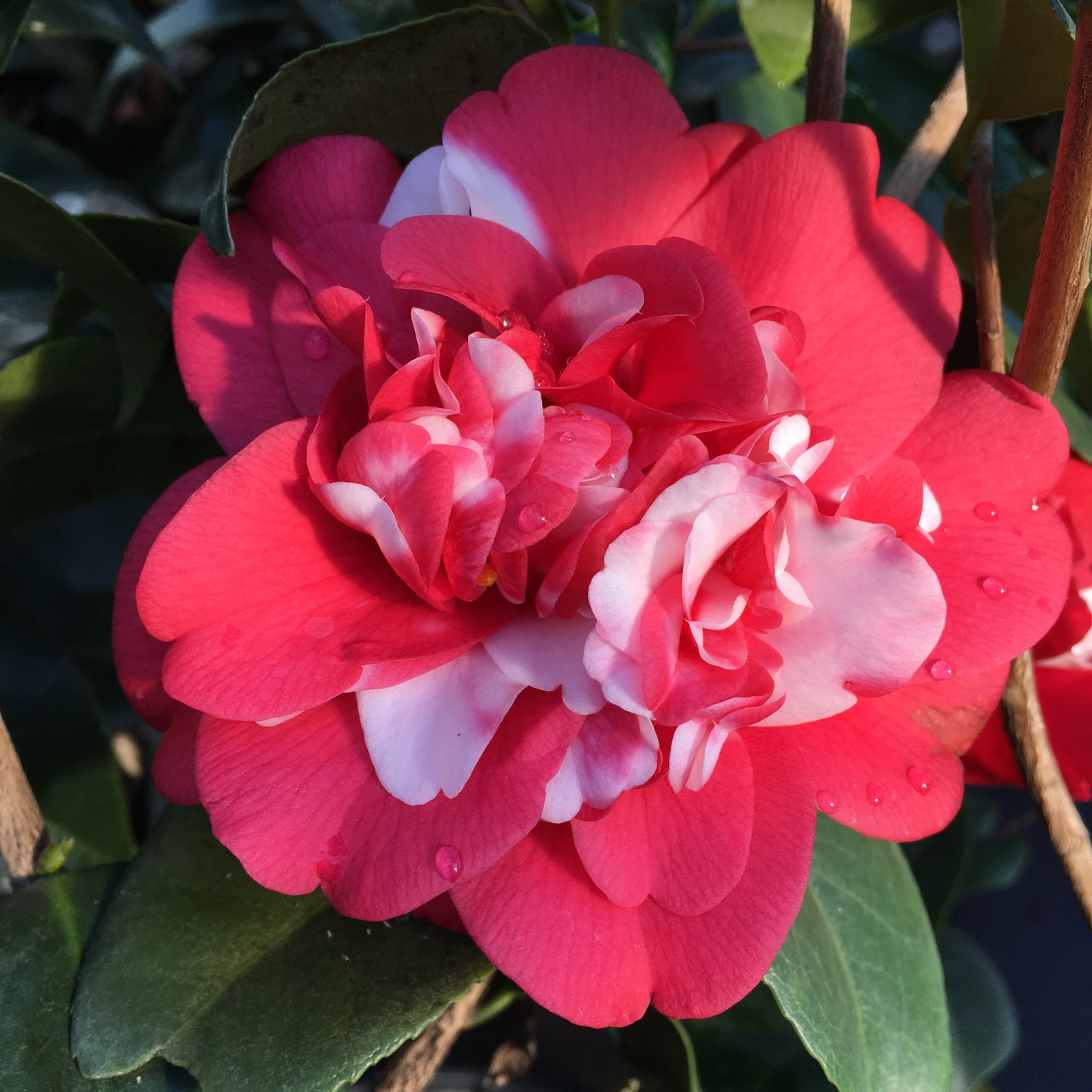 Camellia japonica 'Governor Mouton'