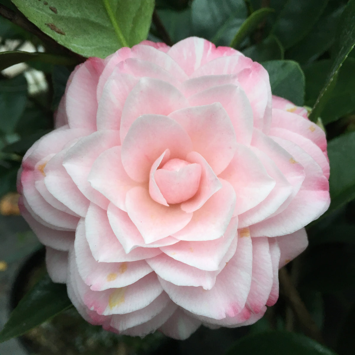 Camellia japonica 'Grace Albritton'