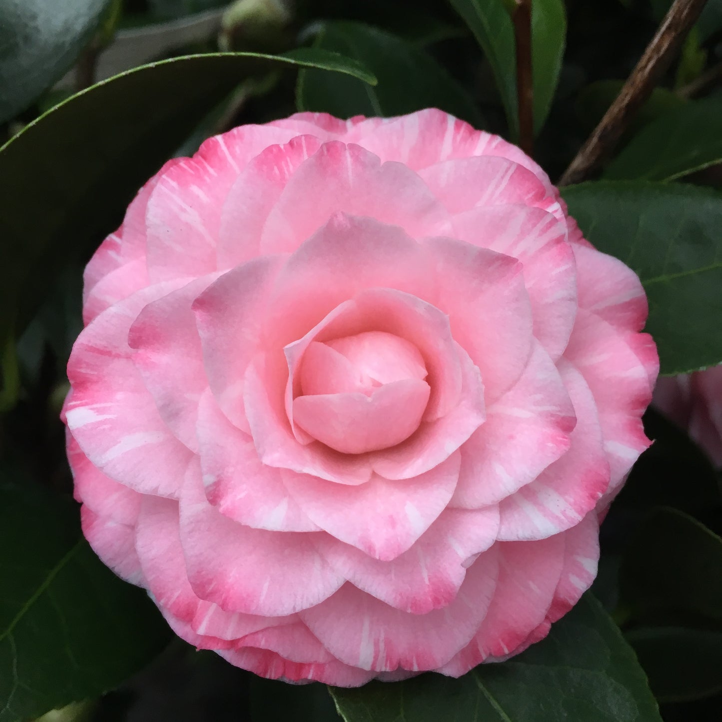 Camellia japonica 'Grace Albritton'