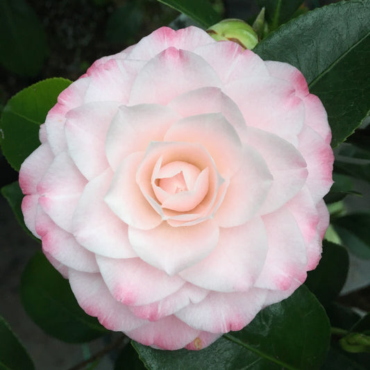 Camellia japonica 'Grace Albritton'