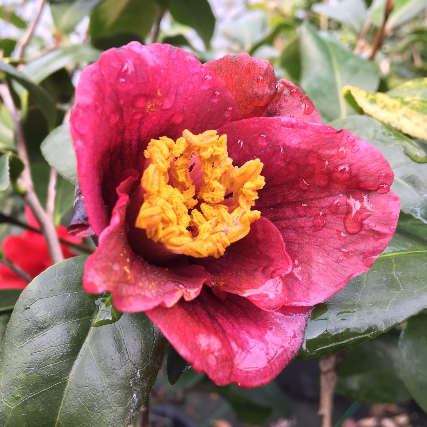 Camellia japonica 'Grape Soda'