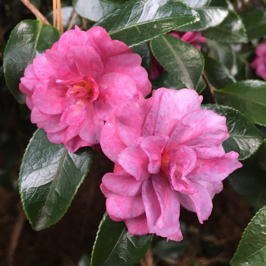 Camellia sasanqua 'Green's Blues'