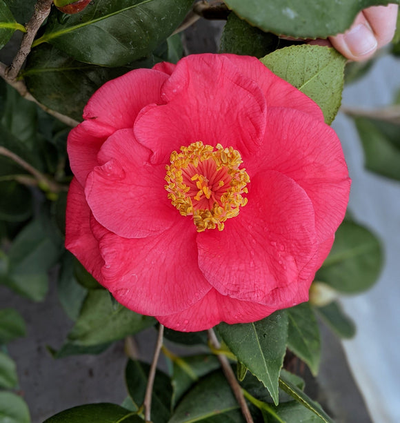Camellia japonica 'Gunsmoke'