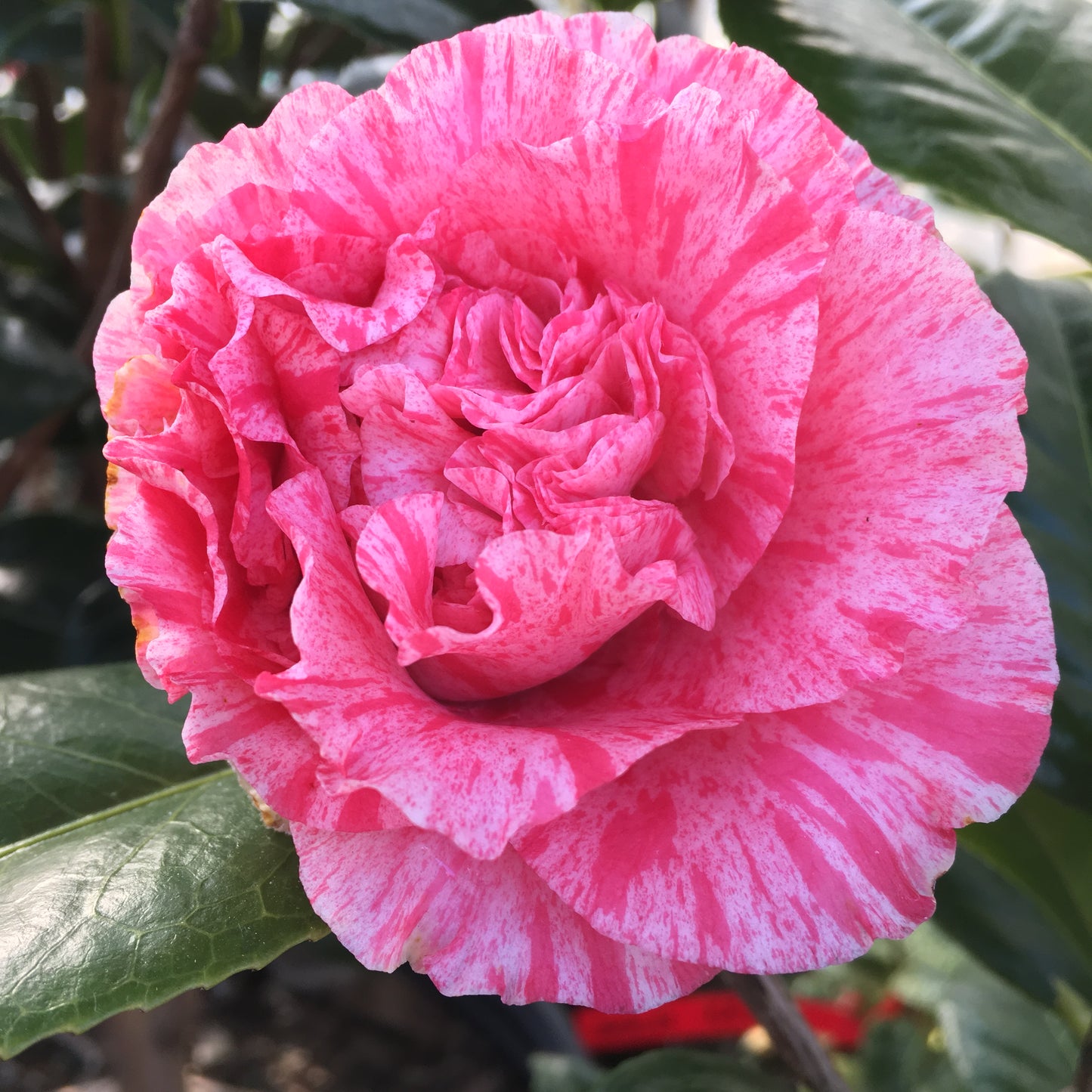 Camellia japonica 'Happy Birthday'