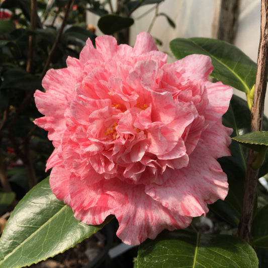 Camellia japonica 'Happy Birthday'