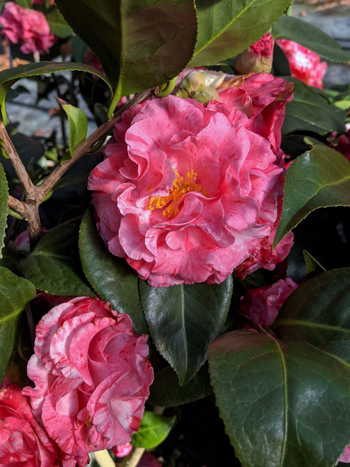 Camellia japonica 'Helen Beach'