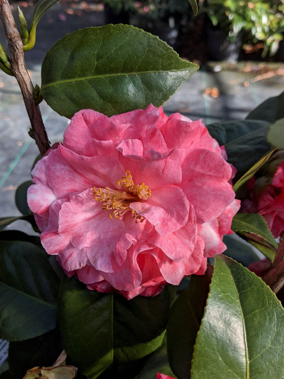 Camellia japonica 'Helen Beach Variegated'