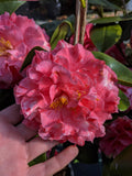 Camellia japonica 'Helen Beach'