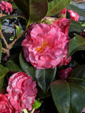 Camellia japonica 'Helen Beach'