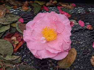 Camellia japonica 'Henry E. Huntington'