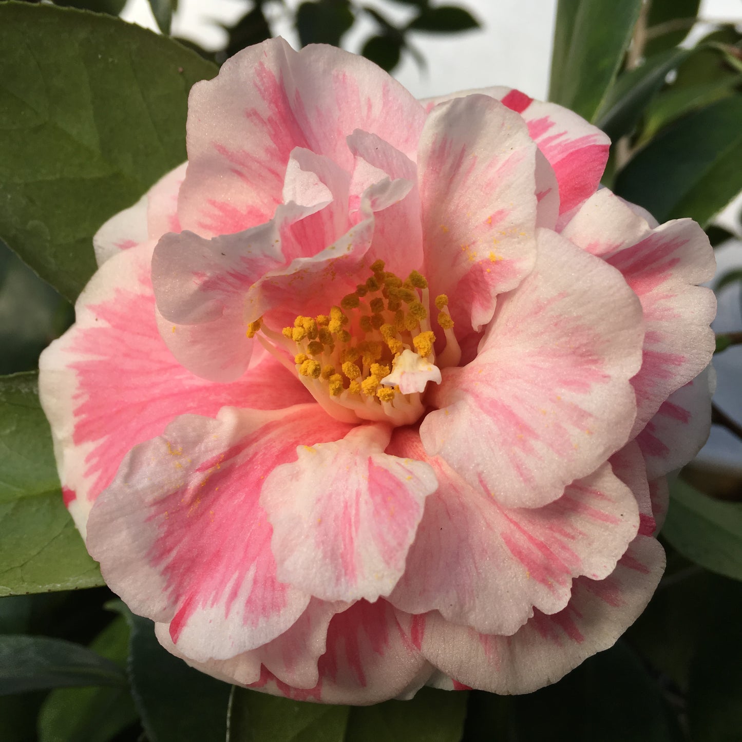 Camellia japonica 'Hikarugenji'='Herme'