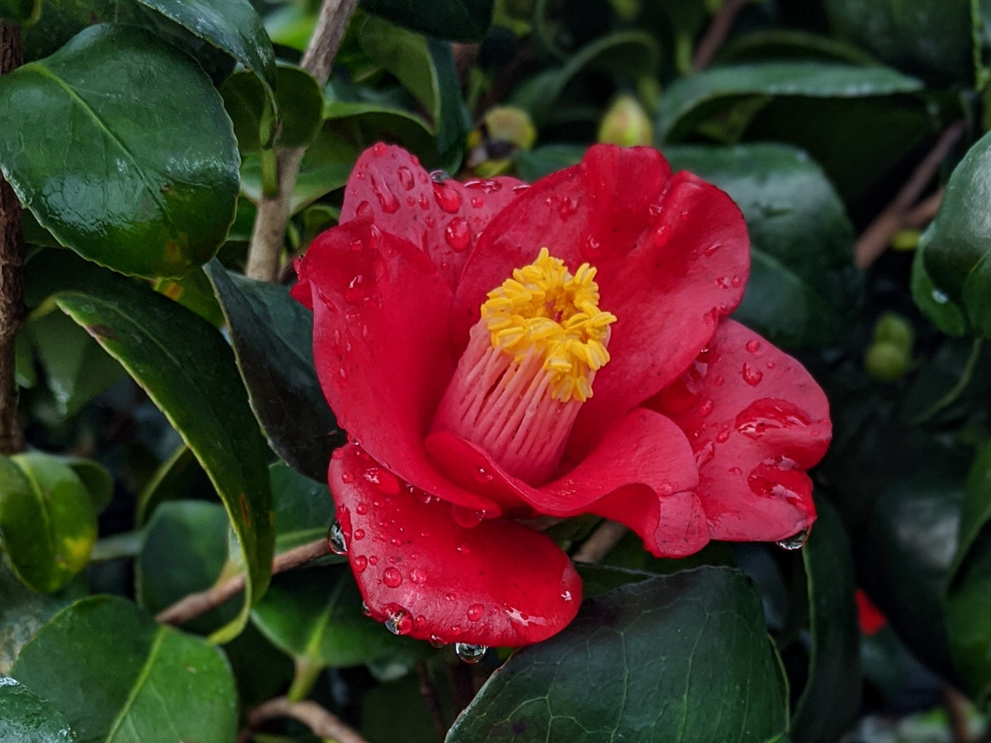 Camellia japonica 'Hokkaido Red'