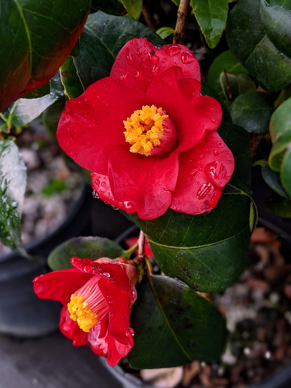 Camellia japonica 'Hokkaido Red'
