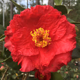 Camellia japonica 'Holly Bright'