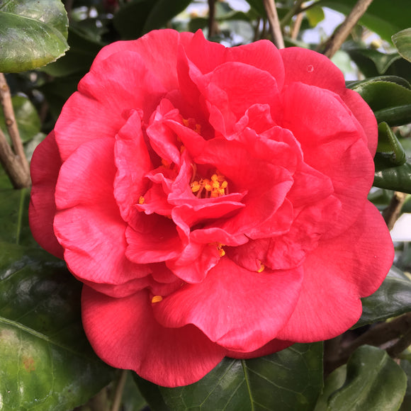 Camellia japonica 'Hongluzhen'