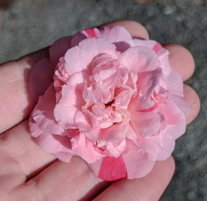 Camellia japonica 'Hopkin's Pink'