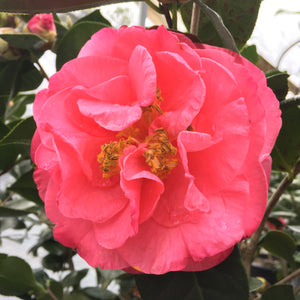 Camellia x 'Hulyn Smith'