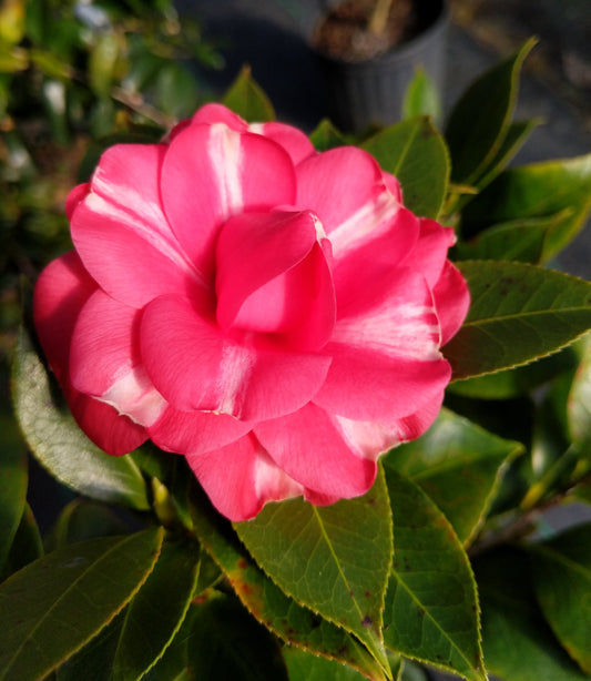 Camellia japonica 'Solomon's Best Dwarf'