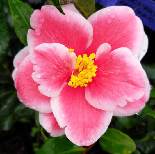 Camellia japonica 'Sadaharu Oh'