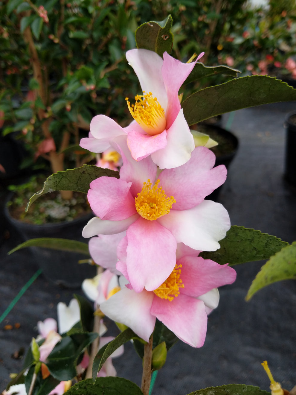 Camellia 'Yume' Camellia Forest Nursery