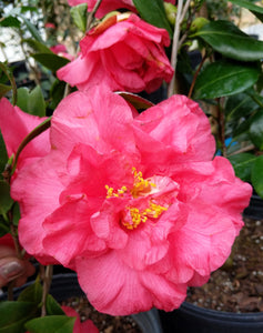 Camellia japonica 'Dale Fitzgerald'