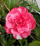 Camellia japonica 'Moire Variegata'