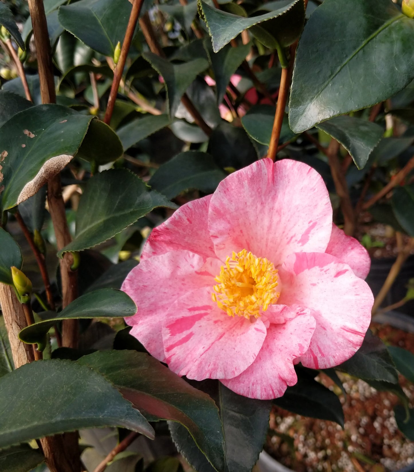 Camellia japonica 'April Arabesque'