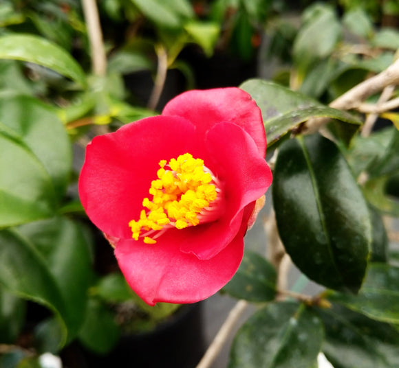 Camellia japonica 'Koyabu'