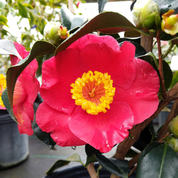 Camellia japonica 'Kreena'