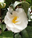 Camellia japonica 'Leucantha'
