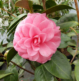 Camellia japonica 'Brother Rose'