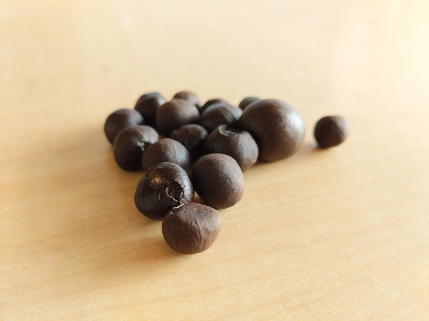 Camellia sinensis 'Large Leaf Tea' seeds at Camellia Forest Nursery