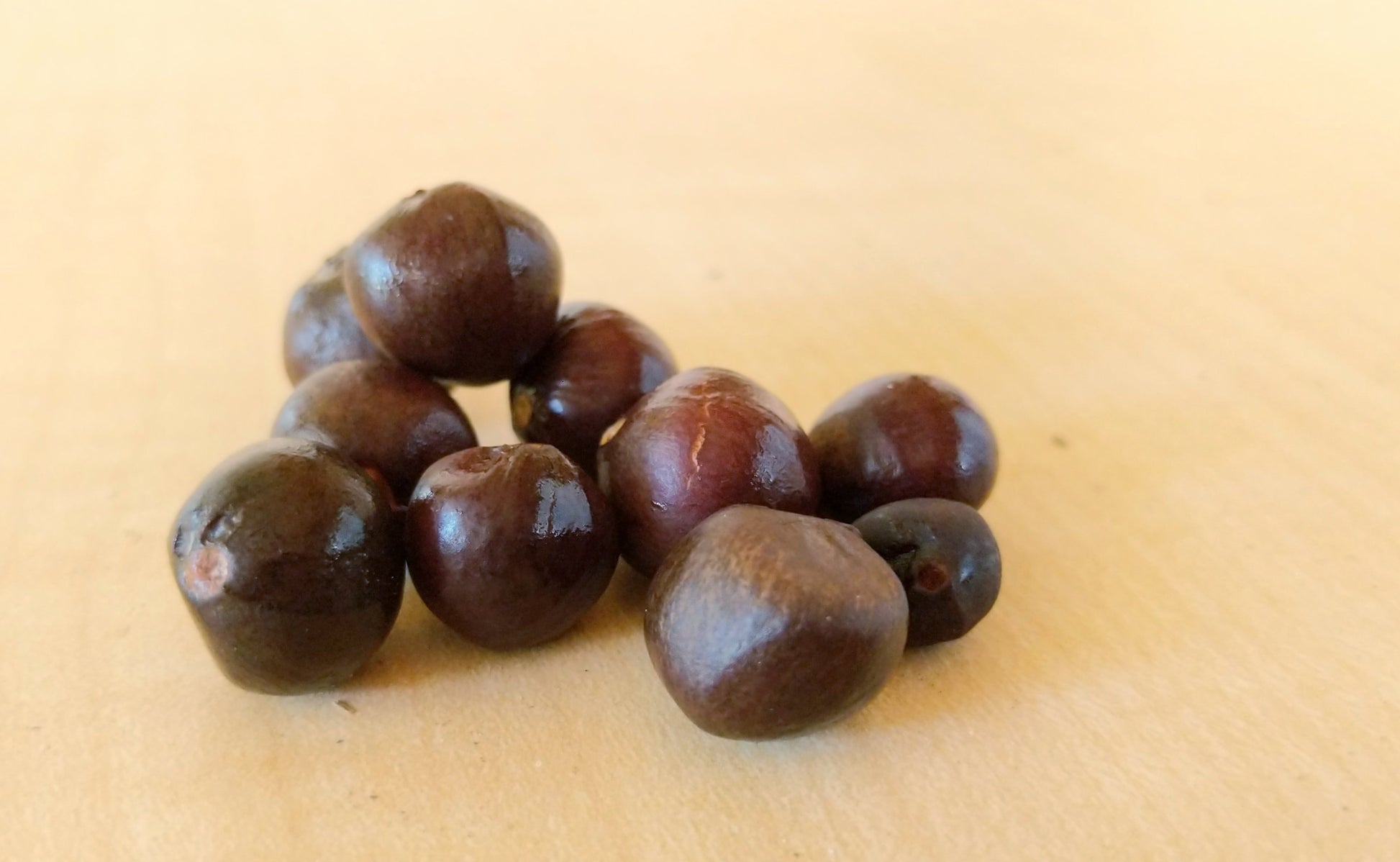 camellia plant seeds Camellia sinensis var sinensis "Small Leaf" seeds – Camellia Forest Nursery