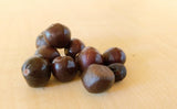 Camellia sinensis 'Small Leaf Tea' seeds at Camellia Forest Nursery